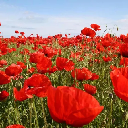 Prázdninový dům Modern In Brusow With Roofed Terrace
