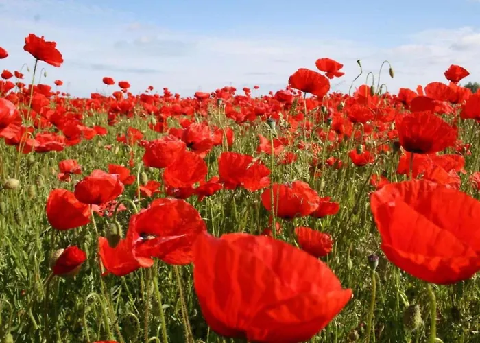 度假居 Modern In Brusow With Roofed Terrace