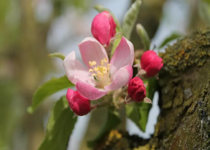 Modern In Brusow With Roofed Terrace 度假居 *